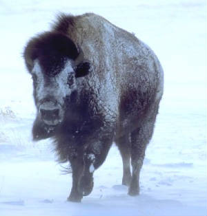 buffalo.jpg