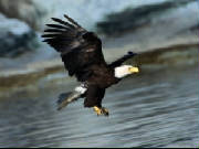 eagle.jpg